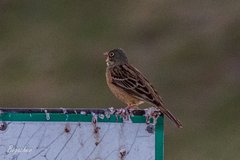 Emberiza hortulana