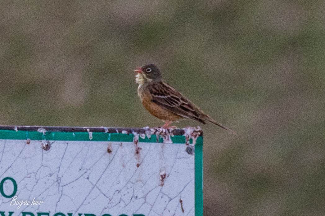Ortolan Bunting