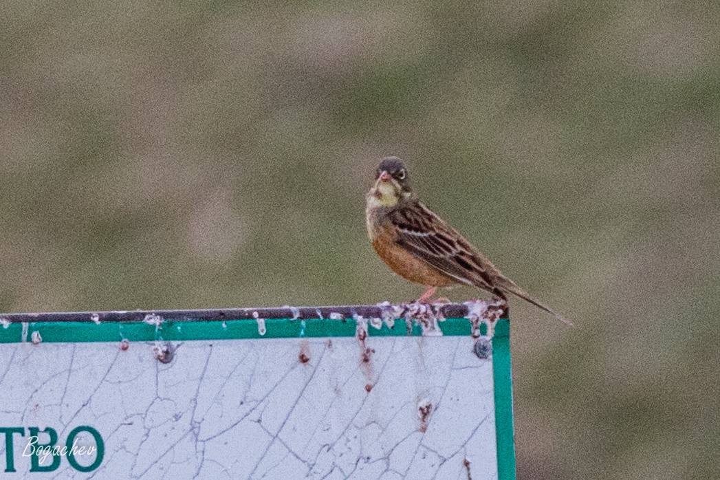 Ortolan Bunting