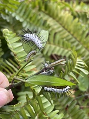Heliconius charithonia