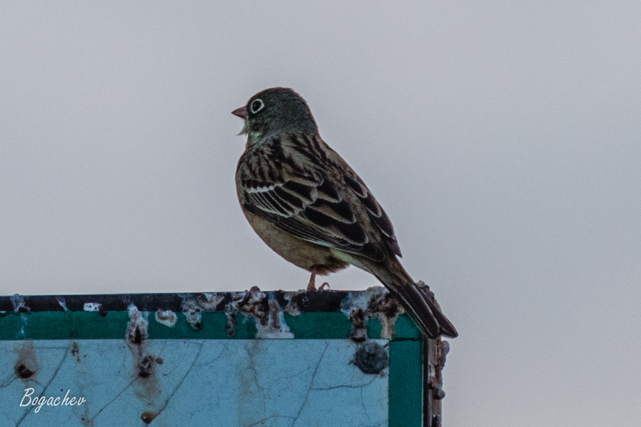 Ortolan Bunting