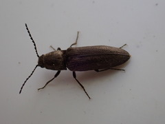Cidnopus aeruginosus