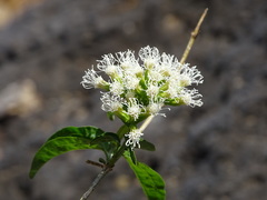 Koanophyllon albicaule