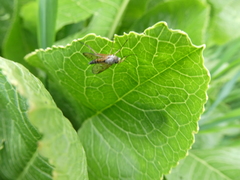 Rhagio vitripennis