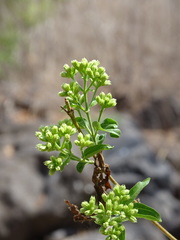 Koanophyllon albicaule