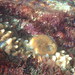 Tethya samaaii - Photo (c) Robyn Payne, algunos derechos reservados (CC BY-NC), subido por Robyn Payne