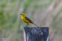 Motacilla flava lutea