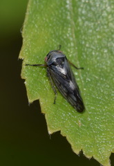 Oncopsis flavicollis