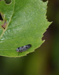 Oncopsis flavicollis