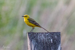 Motacilla flava lutea