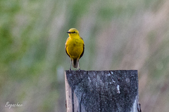Motacilla flava lutea