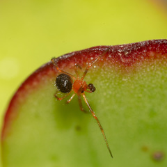 Ruborridion musivum