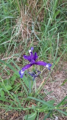 Iris reichenbachiana