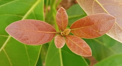 Terminalia bellirica