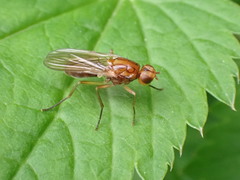 Psila