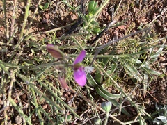 Polygala pubiflora