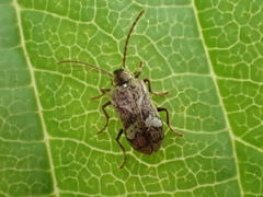 Ptinomorphus imperialis