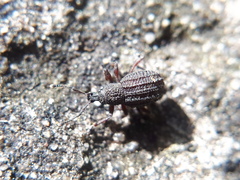 Otiorhynchus porcatus