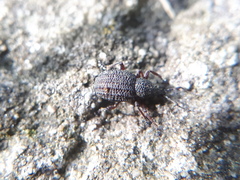 Otiorhynchus porcatus