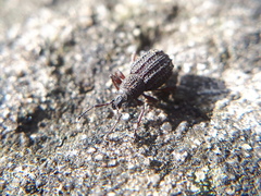 Otiorhynchus porcatus
