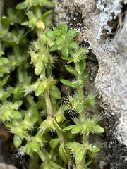 Valantia hispida