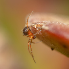 Ruborridion musivum