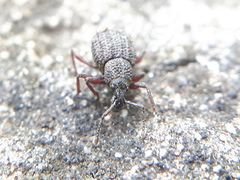 Otiorhynchus porcatus