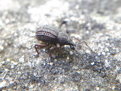 Otiorhynchus porcatus