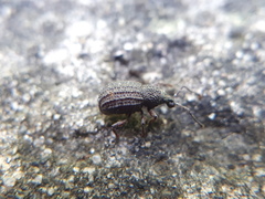 Otiorhynchus porcatus