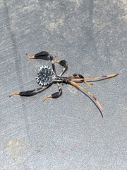 Acanthocephala thomasi