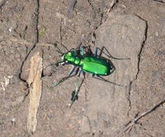 Cicindela sexguttata