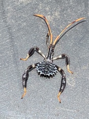 Acanthocephala thomasi