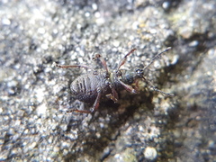 Otiorhynchus porcatus