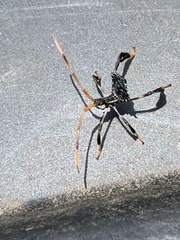 Acanthocephala thomasi