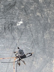 Acanthocephala thomasi