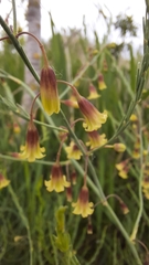 Asparagus maritimus