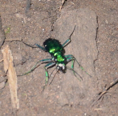 Cicindela sexguttata