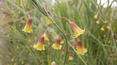 Asparagus maritimus