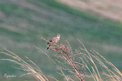 Alauda arvensis
