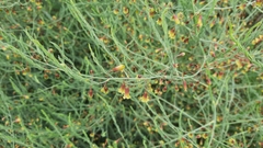 Asparagus maritimus