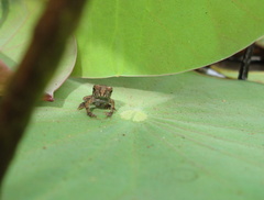 Bufonidae
