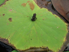 Bufonidae