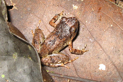 Phrynobatrachus