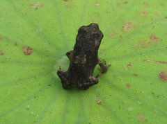 Bufonidae