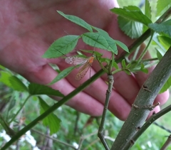 Limonia phragmitidis