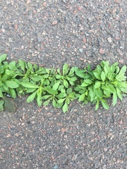 Erigeron canadensis