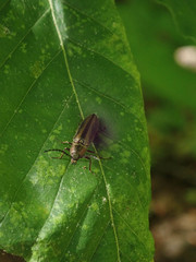 Tesolasomus trivittatus