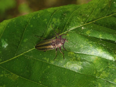 Tesolasomus trivittatus