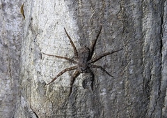 Selenops mexicanus