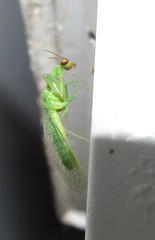 Zeugomantispa virescens